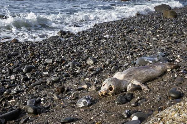 在俄勒冈州南部海岸的岩石海滩上 一只死了的无耳朵海豹被冲刷着 形象强烈而感人 — 图库照片