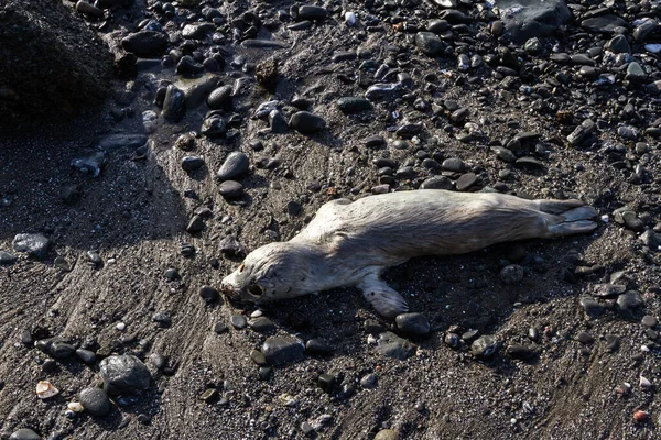 Сильный Эмоциональный Образ Мертвым Безбрежным Тюленем Выброшенным Скалистый Пляж Южном — стоковое фото