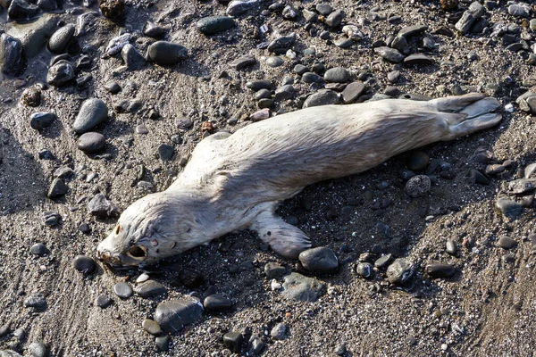 Сильный Эмоциональный Образ Мертвым Безбрежным Тюленем Выброшенным Скалистый Пляж Южном — стоковое фото