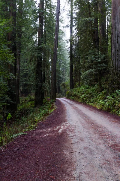 Estrada Através Bosque Sequoias Gigante Uma Floresta Isolada Apenas Alguns — Fotografia de Stock