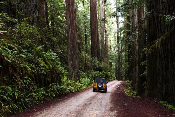 Conducir Través Bosque Gigante Secuoyas Bosque Aislado Pocos Kilómetros Tierra — Foto de Stock