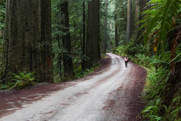 Egy Sétáltatja Kis Kutyáját Egy Hatalmas Vörös Erdőn Keresztül Oregon — Stock Fotó