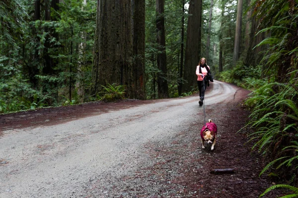 Mulher Caminhando Seu Pequeno Cão Através Uma Floresta Madeira Vermelha — Fotografia de Stock