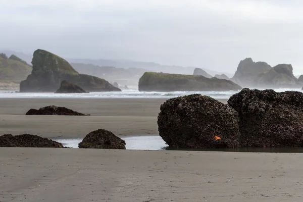 Parlak Turuncu Deniz Yıldızı Güney Oregon Sahilinin Arka Planında Myers — Stok fotoğraf