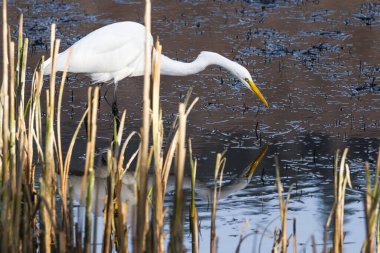 Güzel beyaz balıkçıl, Oregon 'un güney kıyısındaki Hunter deresinin yakınındaki sığ gel-git havuzunda balık arıyor.