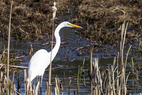 Beautiful Great White Egret Looking Fish Shallow Tidal Pond Hunter — Stock Photo, Image