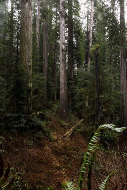 Güney Oregon Sahili 'nden birkaç kilometre uzakta ıssız bir ormandaki dev sekoya ağaçları.