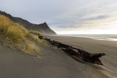 Çimenli kum tepelerine sıkışmış büyük kütük. Güneş sis hattının altına batarken arka planda Sebastian Burnu var. Olay yerine biraz ışık ve renk katıyor.