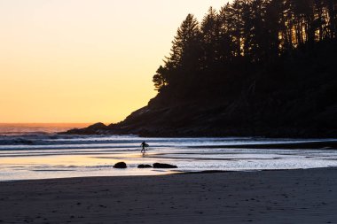 Güneş ufukta turuncu bir parıltı yayarken Oregon sahilinin soğuk sularında sörf tahtasıyla yürüyen adam.