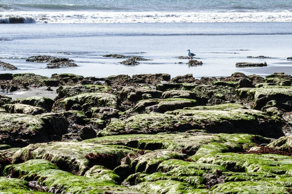 Roche Volcanique Intéressante Extrémité Sud Pebble Beach Californie Nord Avec — Photo