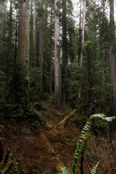 Olbrzymie Drzewa Sekwoi Zacisznym Lesie Kilka Kilometrów Głąb Lądu Południowego — Zdjęcie stockowe