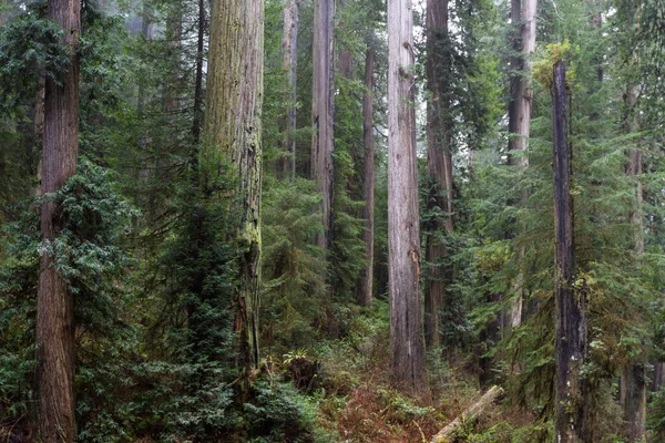 オレゴン州南部海岸からわずか数マイル内陸の人里離れた森の巨大なレッドウッドの木 — ストック写真