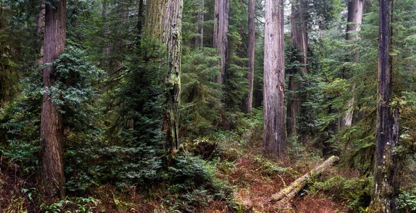 Árboles Secuoyas Gigantes Bosque Aislado Pocos Kilómetros Tierra Adentro Costa — Foto de Stock