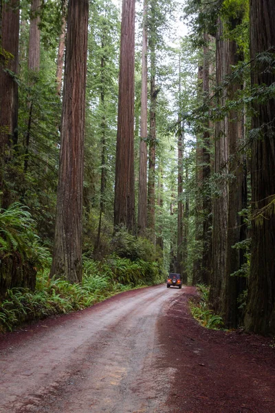 Conducir Través Bosque Gigante Secuoyas Bosque Aislado Pocos Kilómetros Tierra — Foto de Stock