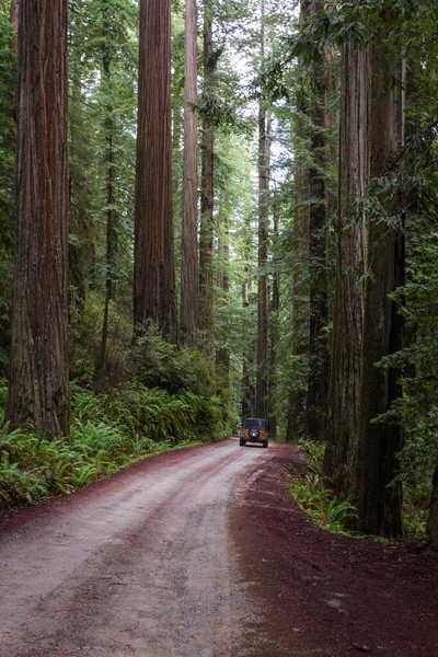 Jazdy Przez Gigantyczny Sekwoi Gaj Zacisznym Lesie Zaledwie Kilka Mil — Zdjęcie stockowe