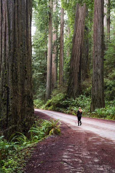 Woman Walking Her Small Dog Thru Giant Red Wood Forest — Stock Photo, Image