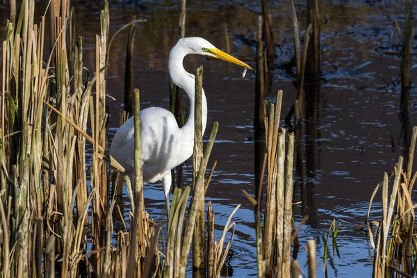 Beautiful Great White Egret Fish His Beak Shallow Tidal Pond — Stock Photo, Image