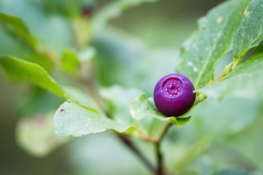 Güney Oregon dağlarındaki tesisin taze yaban mersinlerini kapatın.