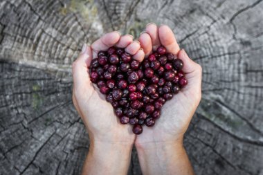 close up of a woman'ss hands holding a bunch of fresh ripe huckleberries in the shape of a heart over a rustic wooden background clipart