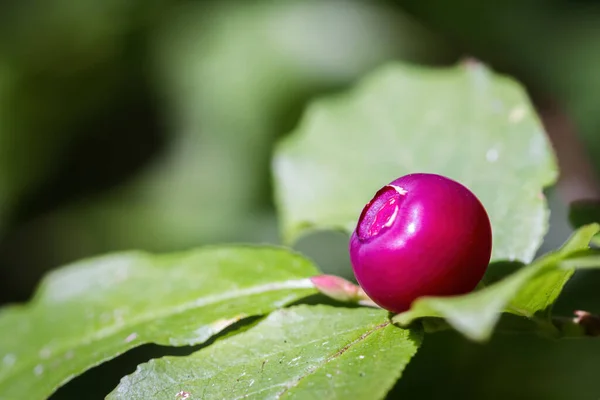 オレゴン州南部の山の植物の上の新鮮なハックルベリーの閉鎖 — ストック写真