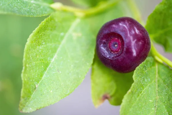 fresh huckleberries in the southern Oregon cascades on the plants using a macro lens for close up detail and a soft background