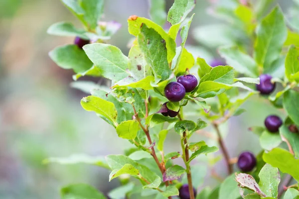 Färska Huckleberry Södra Oregon Kaskader Växterna Med Hjälp Makro Lins — Stockfoto