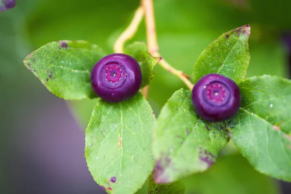 Fraiches Canneberges Dans Les Cascades Sud Oregon Sur Les Plantes — Photo