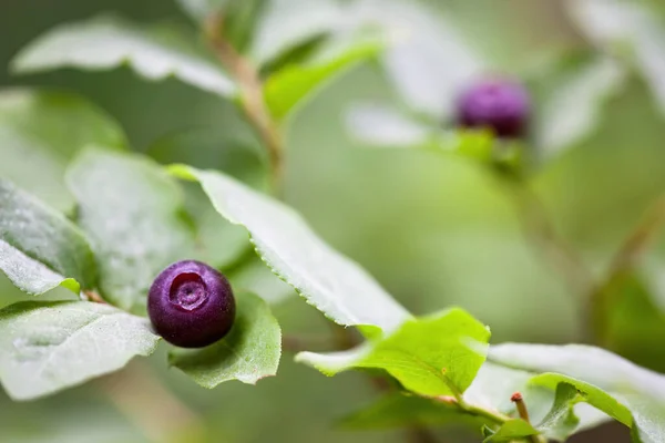 fresh huckleberries in the southern Oregon cascades on the plants using a macro lens for close up detail and a soft background