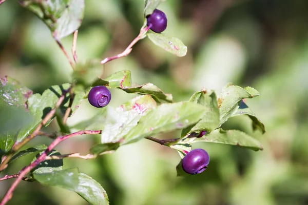 Segar Matang Huckleberries Pada Tanaman Hutan Oregon Selatan — Stok Foto