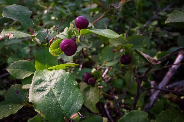 Fresh Ripe Huckleberries Plants Forests Southern Oregon — Stock Photo, Image
