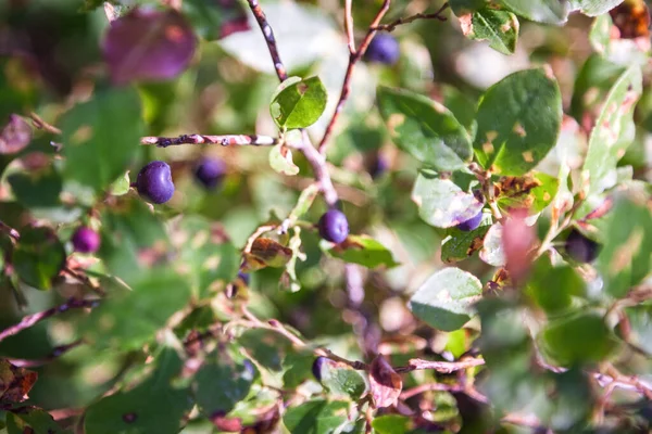 Fresh Ripe Huckleberries Plants Forests Southern Oregon — Stock Photo, Image