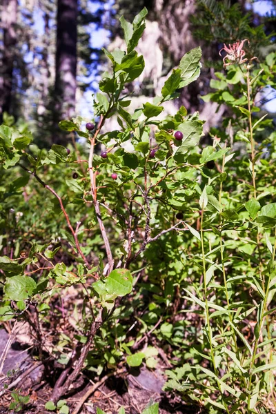 Свежая Черника Растениях Лесах Южного Орегона — стоковое фото