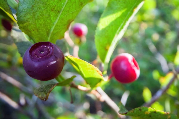 オレゴン州南部の森の植物に新鮮な熟したハックルベリー マクロ広角レンズで撮影した写真 — ストック写真