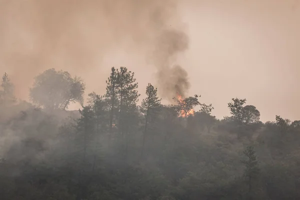 Incendies Forêt Près Route Eagle Point Oregon Septembre 2020 — Photo
