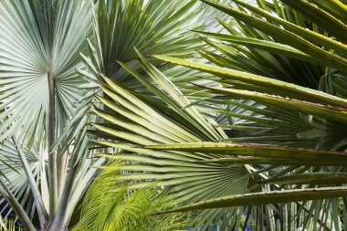 Fas Marakeş'te Gardens egzotik bitkiler