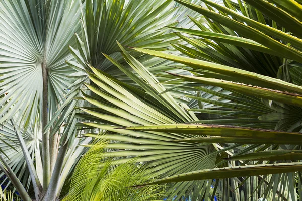 Fas Marakeş'te Gardens egzotik bitkiler