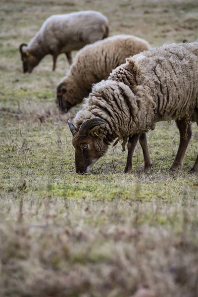 Race Rare Moutons Pâturant Sur Les Prairies — Photo