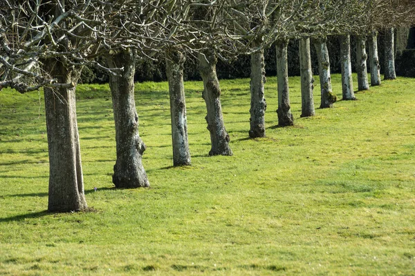 Linia Drzew Trawie Silnym Słońcu — Zdjęcie stockowe