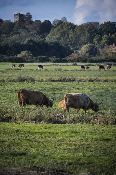 Landelijk Tafereel Met Vee Weide Met Kerktorentje Achtergrond — Stockfoto