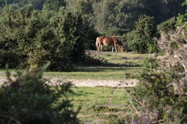 Scéna Hampshire New Forest Polodivokým Poníkem — Stock fotografie