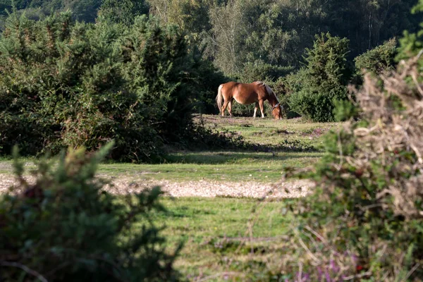 Scen Hampshire New Forest Med Semi Vild Ponny Stockfoto