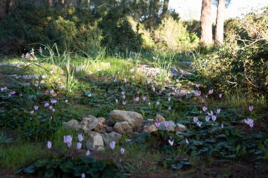 Çiçekli Siklamen ormandaki .