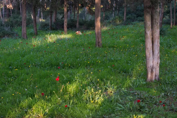 ポピーと森のタンポポの開花 . — ストック写真