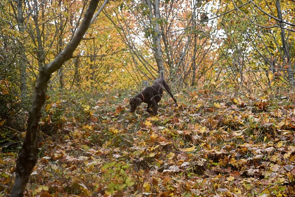 Um cão trufa está procurando uma trufa na floresta  . Fotos De Bancos De Imagens