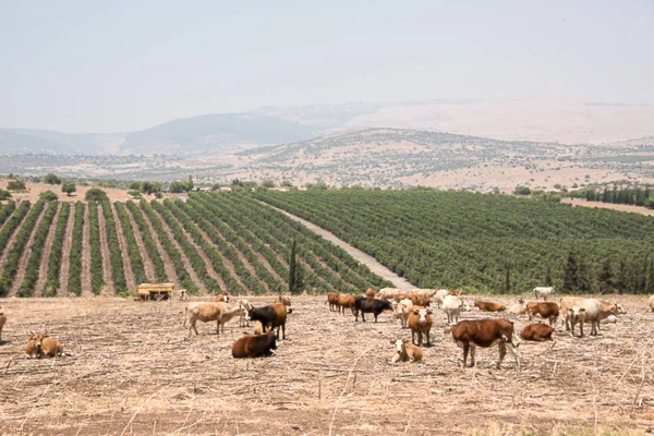 Vista de las montañas de Galilea, jardines, campos y vacas pastando. Verano, Israel . —  Fotos de Stock