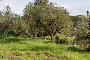 Yeşil tepeler ve baharda çiçek açan yabani çiçekler. Saf Doğa, Kudüs Tepeleri. İsrail
