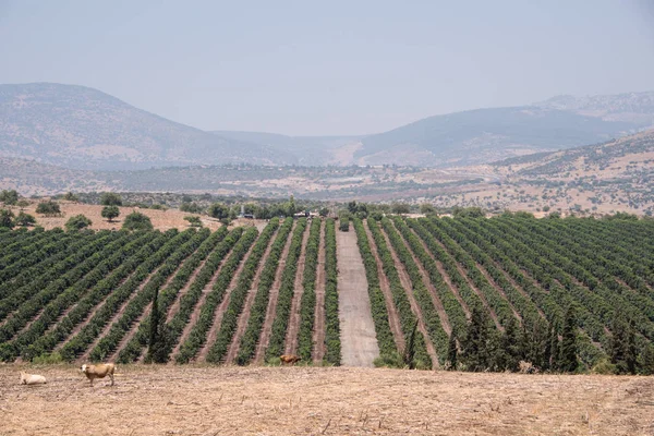 Vista sulle montagne della Galilea, giardini, campi e mucche al pascolo. Estate, Israele . — Foto Stock