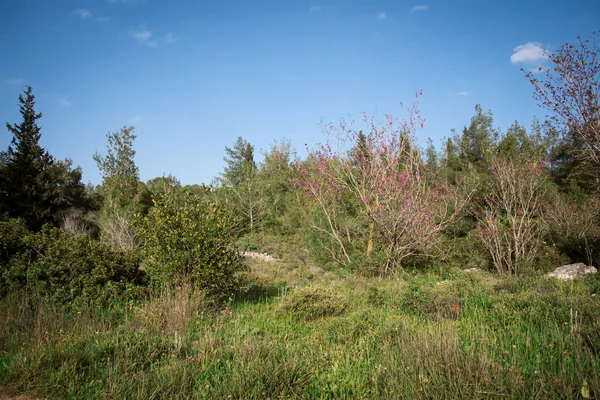 Zelené kopce a na jaře kvetou divoké květiny. Čistá příroda, jeruzalémské hory. Izrael — Stock fotografie
