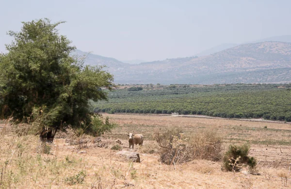 Udsigt over bjergene i Galilæa, haver, marker og græssende køer. Sommer, Israel . - Stock-foto