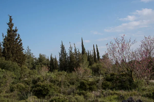 Green hills and blooming wild flowers in spring. Pure Nature, Jerusalem Hills. Israel — Stock Photo, Image